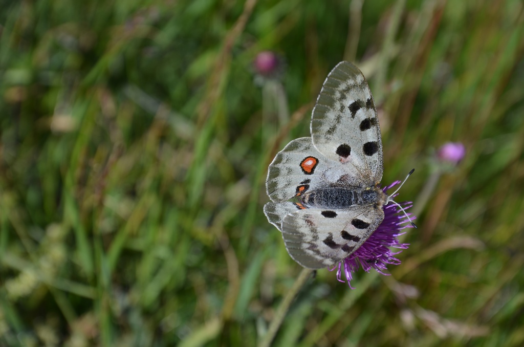 2015-07 Savoie/Orgère/DSC_0418.JPG